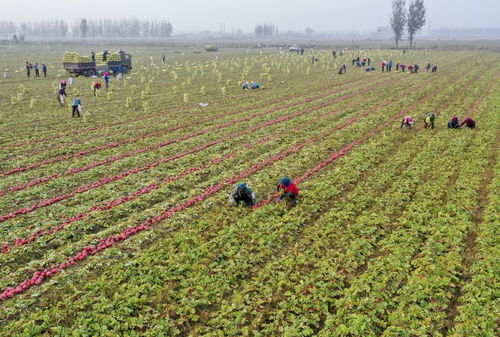 豐南發(fā)展無公害綠色蔬菜種植促農增收 農業(yè)種植技術開發(fā)新路徑
