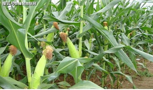 現(xiàn)代農(nóng)業(yè)蔬菜栽培技術(shù) 智慧大棚與蜂窩物聯(lián)的創(chuàng)新應(yīng)用