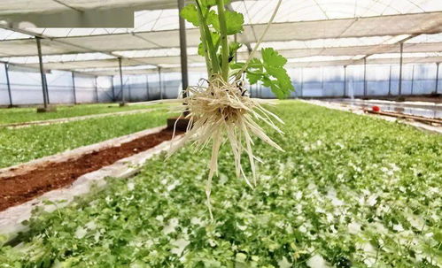 大龍開發區 科技種菜推動農業生產向高產高效邁進