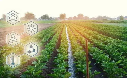 數(shù)字鄉(xiāng)村直通車 全國政策盤點(diǎn)與農(nóng)業(yè)種植技術(shù)開發(fā)新機(jī)遇