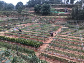 樂山地杰農(nóng)林科技 深耕油茶種植基地，以技術(shù)創(chuàng)新驅(qū)動產(chǎn)業(yè)高質(zhì)量發(fā)展