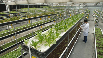 LED植物工廠 中國智慧農(nóng)業(yè)的下一個(gè)世界名片