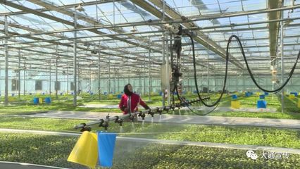 大通設(shè)施農(nóng)業(yè)園區(qū)育苗基地有序復(fù)產(chǎn)，優(yōu)質(zhì)種苗與技術(shù)創(chuàng)新引領(lǐng)農(nóng)戶發(fā)展